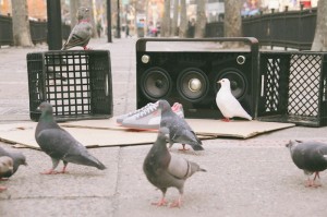 PUMAPIGEON-6