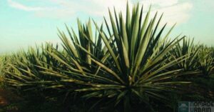 Tequila PATRON 1