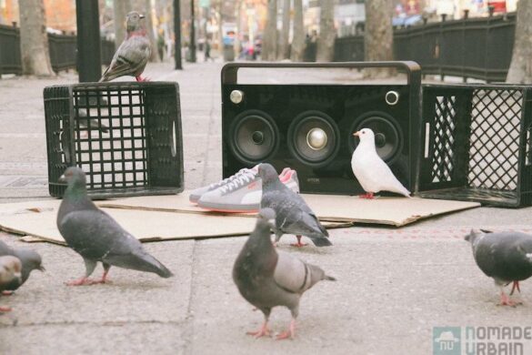Sous la griffe de Puma, les pigeons deviennent tendances