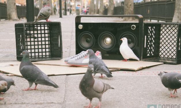 Sous la griffe de Puma, les pigeons deviennent tendances