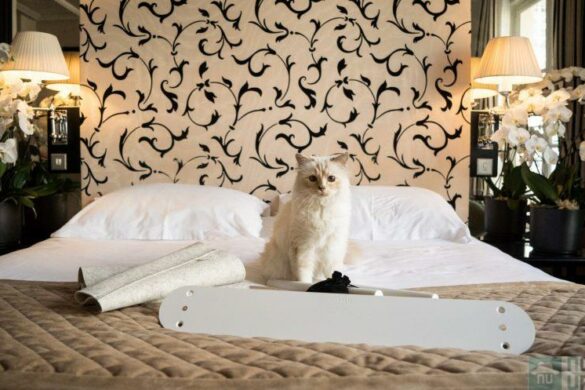 LucyBalu x Choupette, le chat de Karl Lagerfeld se fait designer