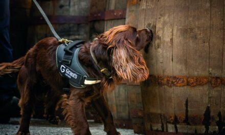 Chez Grant’s, le meilleur nez est Rocco le chien expert en qualité Whisky