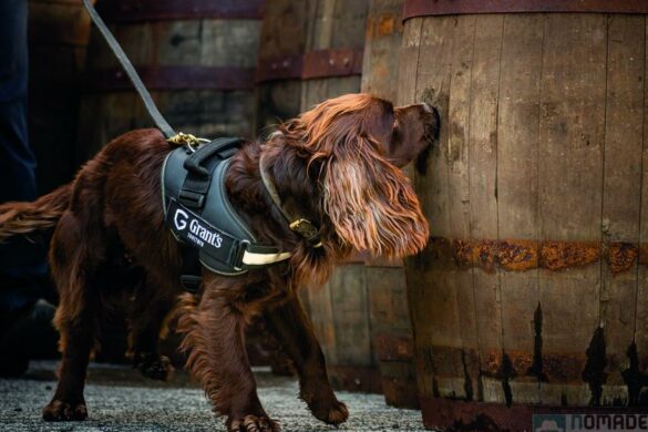 Chez Grant&rsquo;s, le meilleur nez est Rocco le chien expert en qualité Whisky