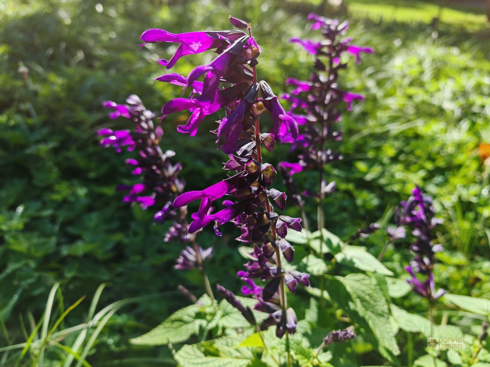 Test Honor Magic 6 Pro : un champion de la photo pour défier les géants