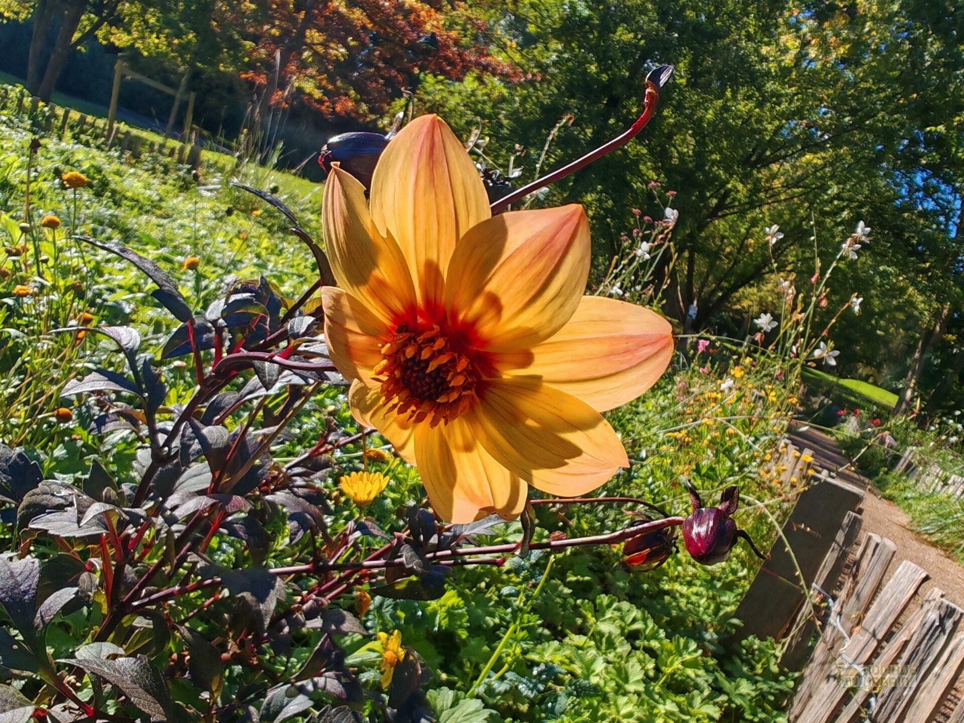 Test Honor Magic 6 Pro : un champion de la photo pour défier les géants