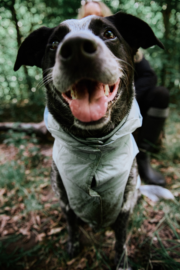 Collection Chien par Aigle : la première collection outdoor élégante jusqu’au bout de la laisse