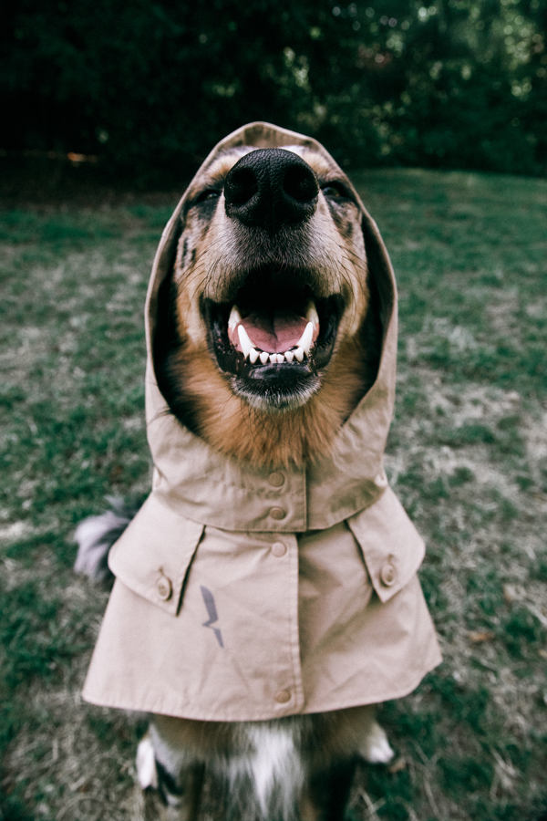 Collection Chien par Aigle : la première collection outdoor élégante jusqu’au bout de la laisse