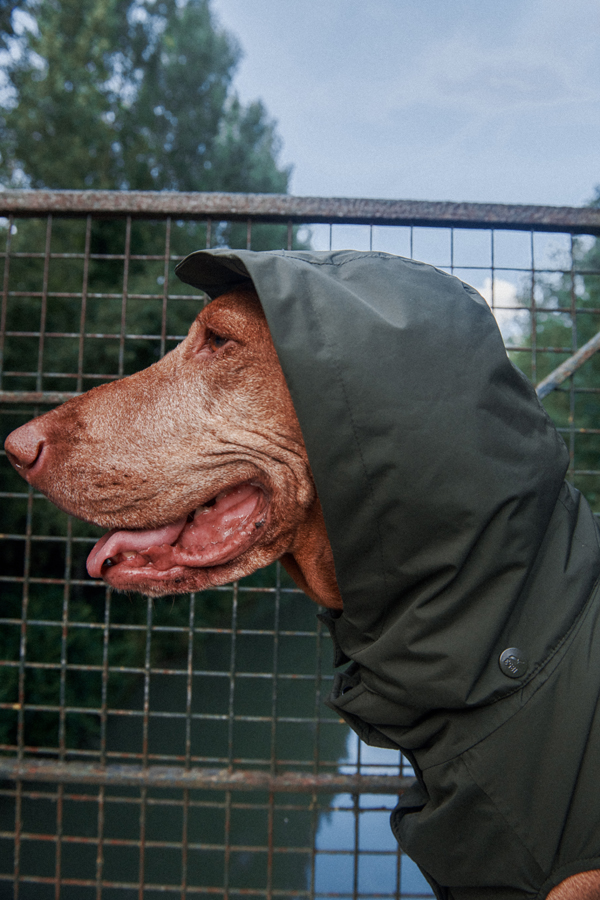 Collection Chien par Aigle : la première collection outdoor élégante jusqu’au bout de la laisse