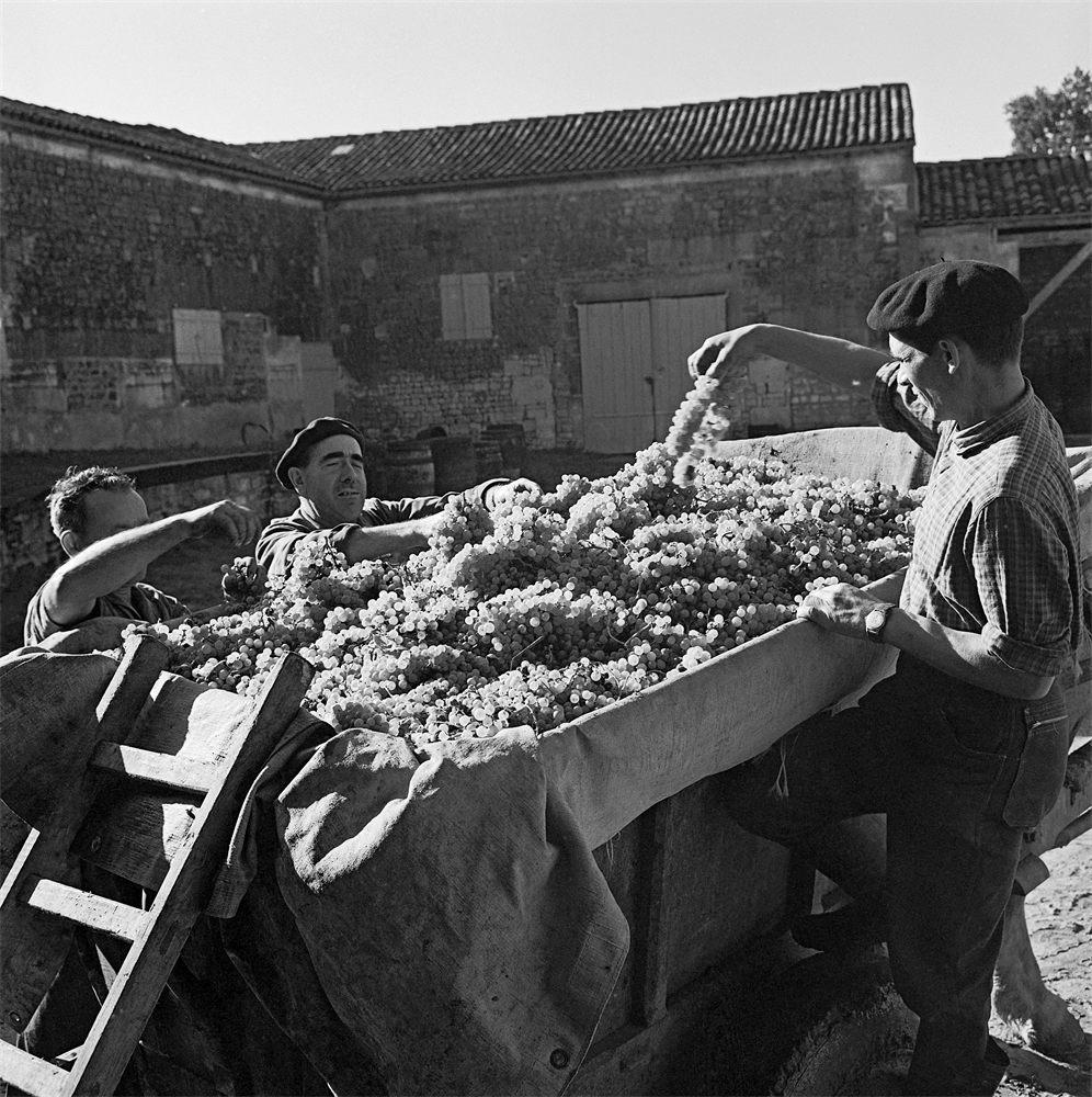 Viticulteurs de Cognac photographiés par Robert Doisneau en 1961