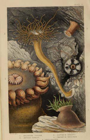 Planche d'anemones de mer de Philip Henry Gosse conservee au Museum