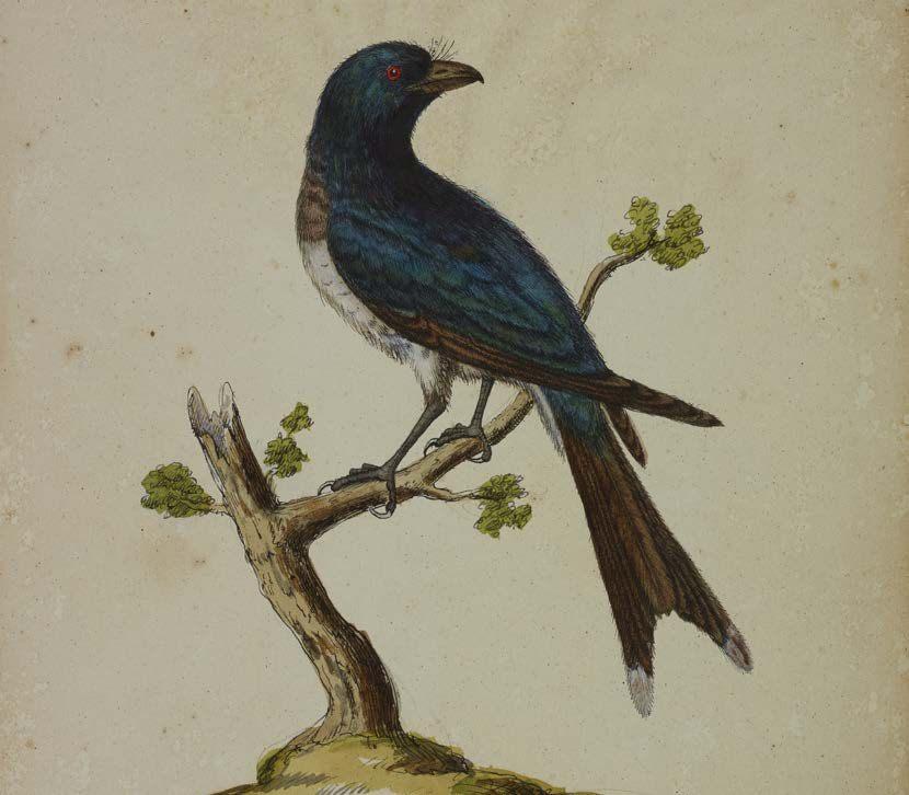 Drongo a ventre blanc dessine par Charles-Leopold Laurillard au XIXe siecle
