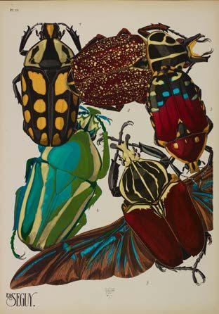 Planche d'insectes coloree d'Emile-Allain Seguy publiee en 1929