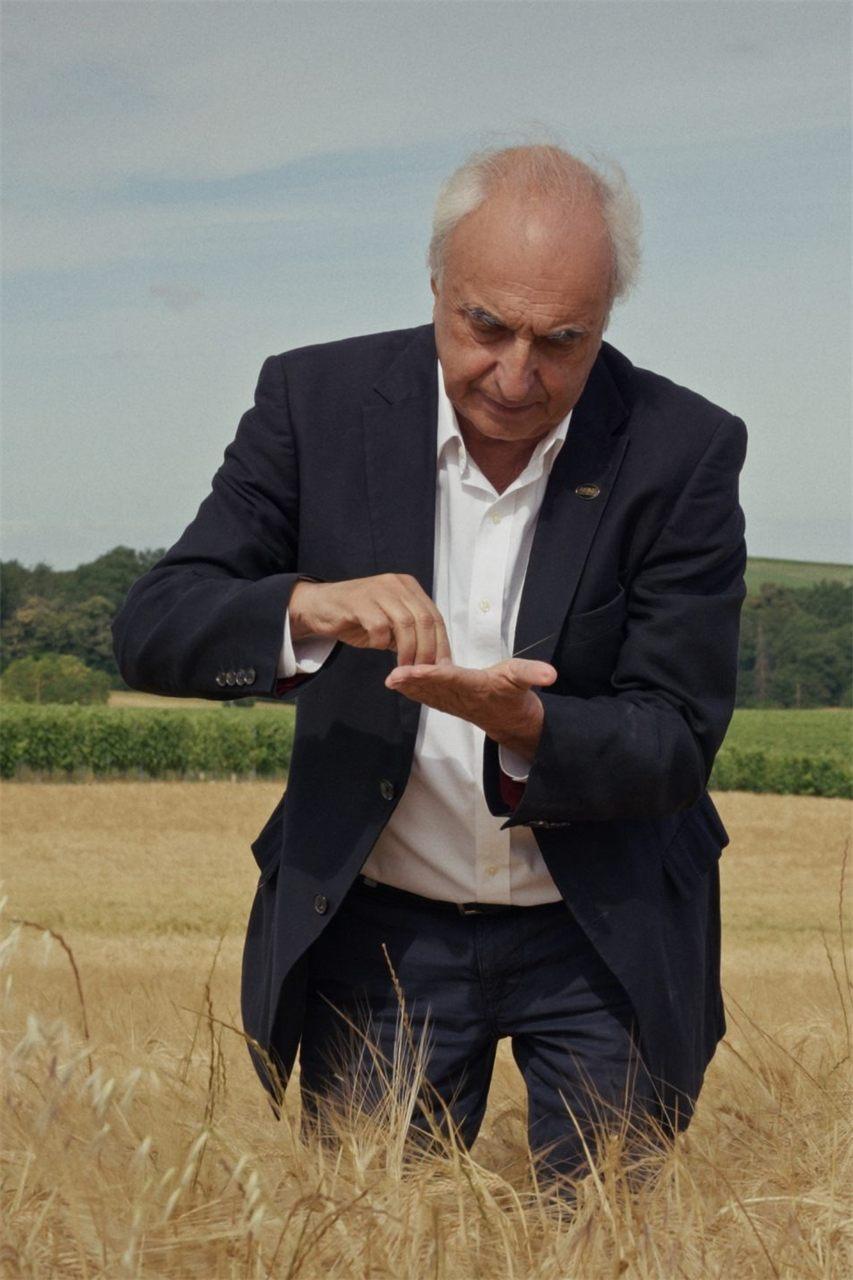 Épis d'orge examinés dans un champ, en Charente, pour le whisky ABK6