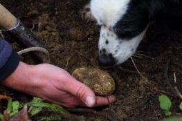 La truffe ne vous est jamais parvenue qu&rsquo;en lamelles, rabotee au-dessus de l&rsquo;assiette : en Toscane, le palace Portrait Firenze vous la fera tirer de terre.