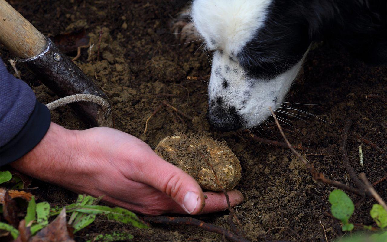 Chasse a la truffe en Toscane : une truffe degagee de la terre sous le museau du chien