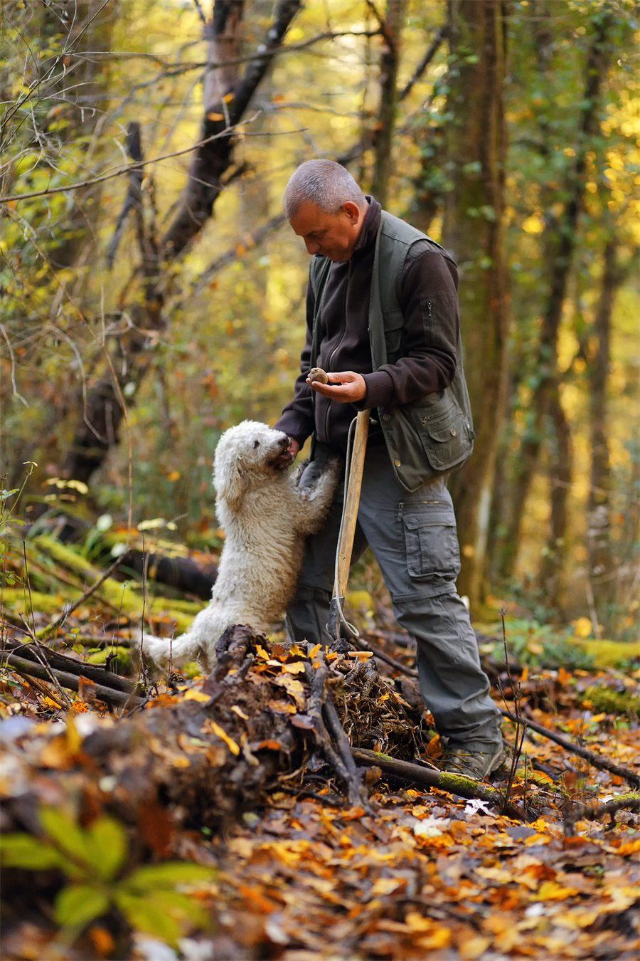 Un chasseur de truffes et son chien dans une foret toscane en automne