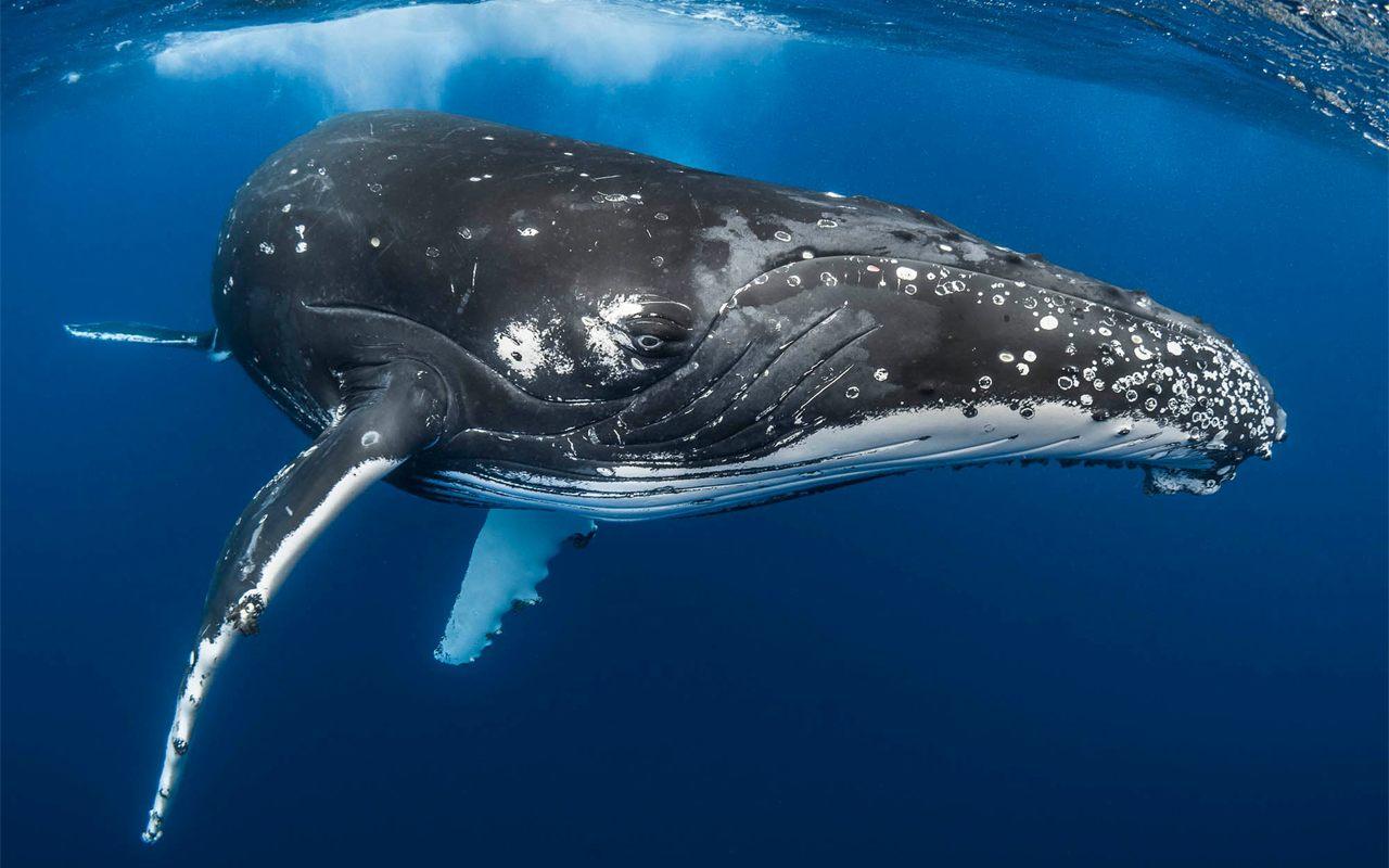 Une baleine à bosse sous la surface, photographie de Greg Lecœur pour Les Vitesses Bleues