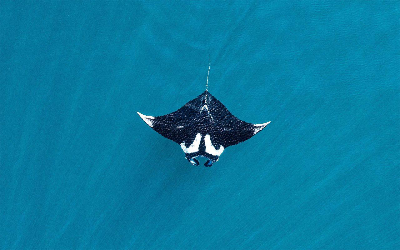 Une raie manta glisse à la surface de l'océan, vue du ciel, visuel du festival Ocean Days.