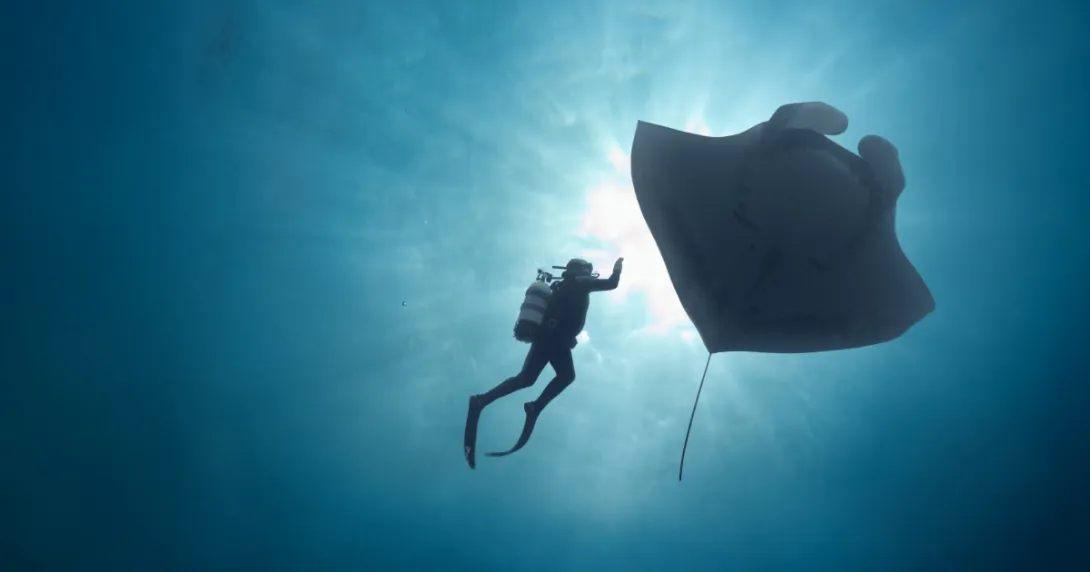 Un plongeur face à une raie manta géante dans le documentaire The Last Dive
