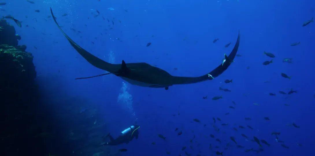 Une raie manta passe au-dessus d'un plongeur dans le film The Last Dive, présenté à Ocean Days