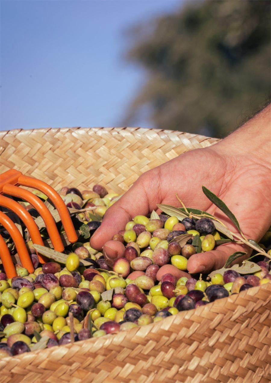 panier d'olives Chemlali récoltées à la main