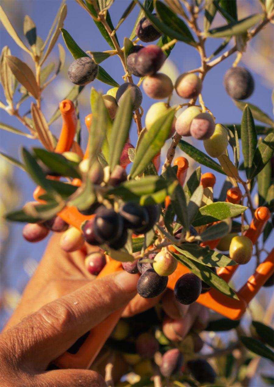 récolte manuelle des olives au peigne sur le domaine Terra Byzacena