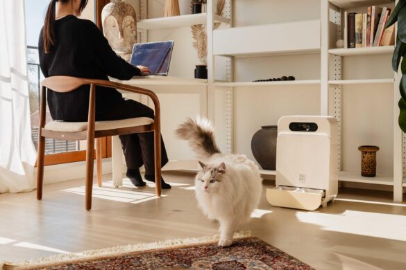 Votre chat mange de la pâtée fraîche plusieurs fois par jour pendant que vous travaillez, et le distributeur YOMY vous envoie sa photo à chaque repas